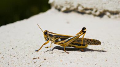 Can Grasshoppers Regrow Legs