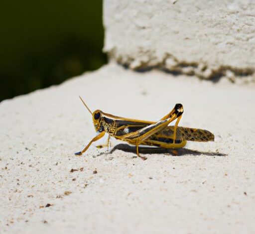 Can Grasshoppers Regrow Legs