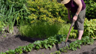 Hoe Gardening