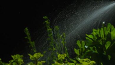 Should Plants Be Watered At Night