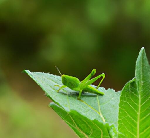 What Do Grasshoppers Symbolize