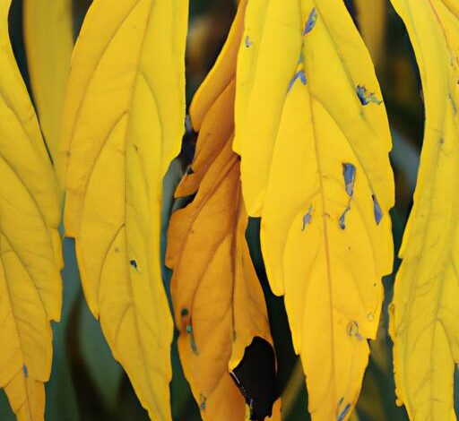 When Plants Leaves Turn Yellow